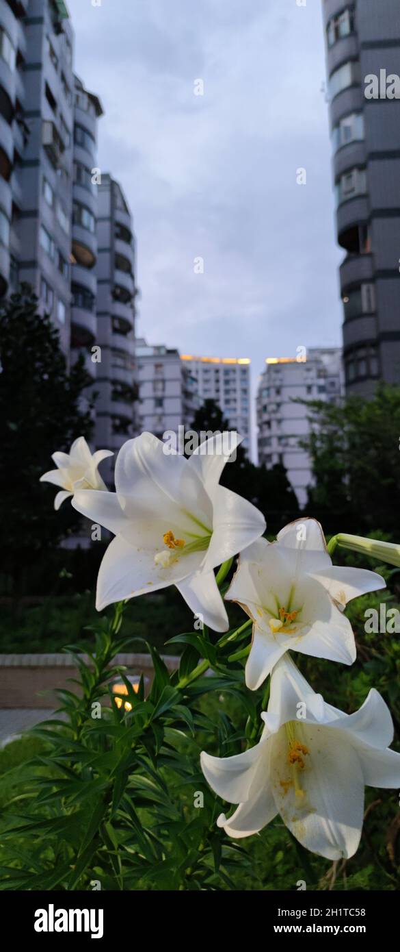 Les nénuphars orientaux, les nénuphars bordent un jardin, à Taïwan Banque D'Images