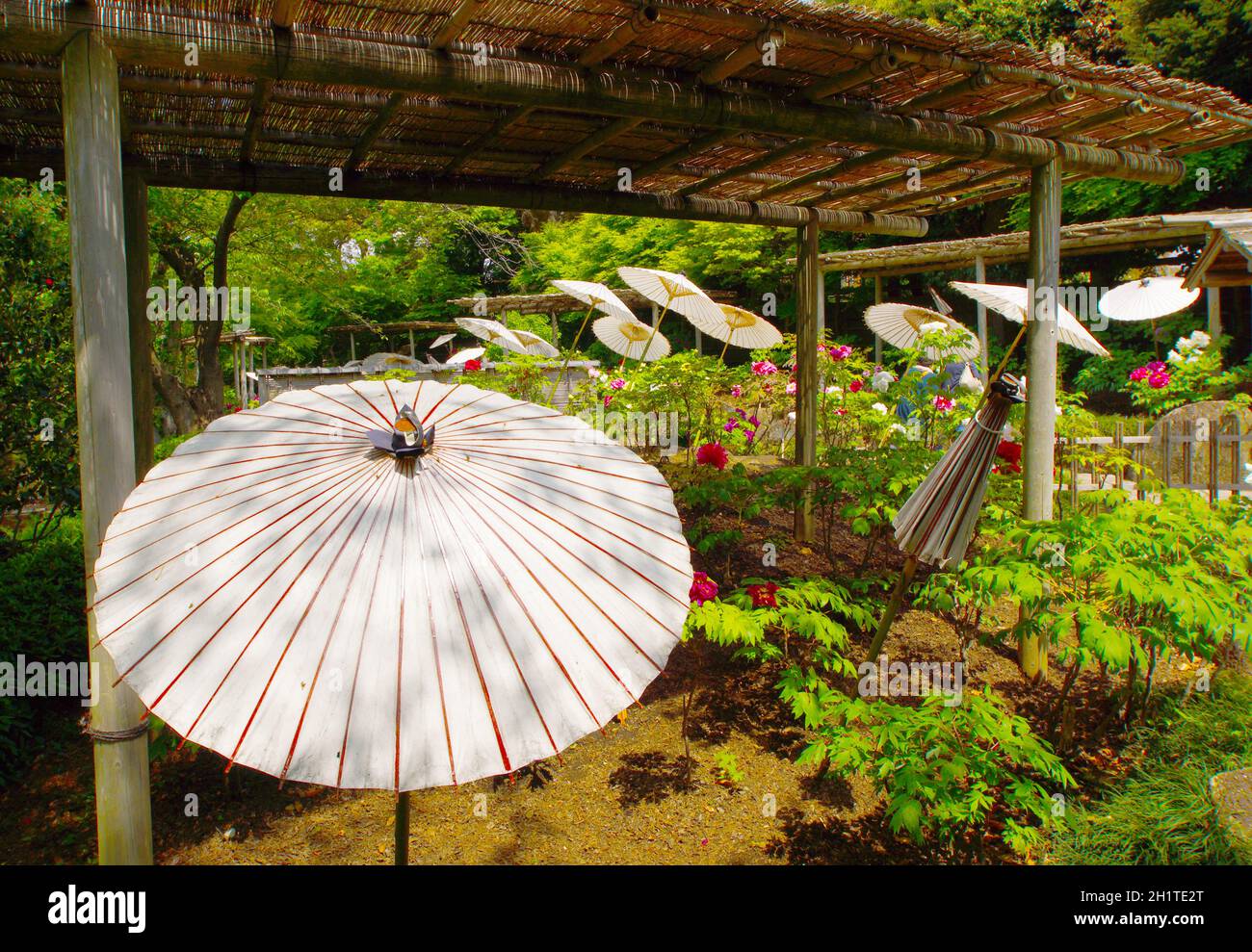 Paysage il y a un parapluie japonais, pivoine.Lieu de tournage: Kamakura, préfecture de Kanagawa Banque D'Images