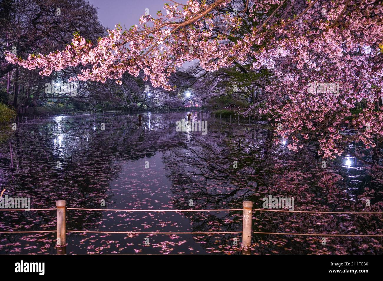 Cerisiers en fleurs du parc Inokashira. Lieu de tournage : zone métropolitaine de Tokyo Banque D'Images