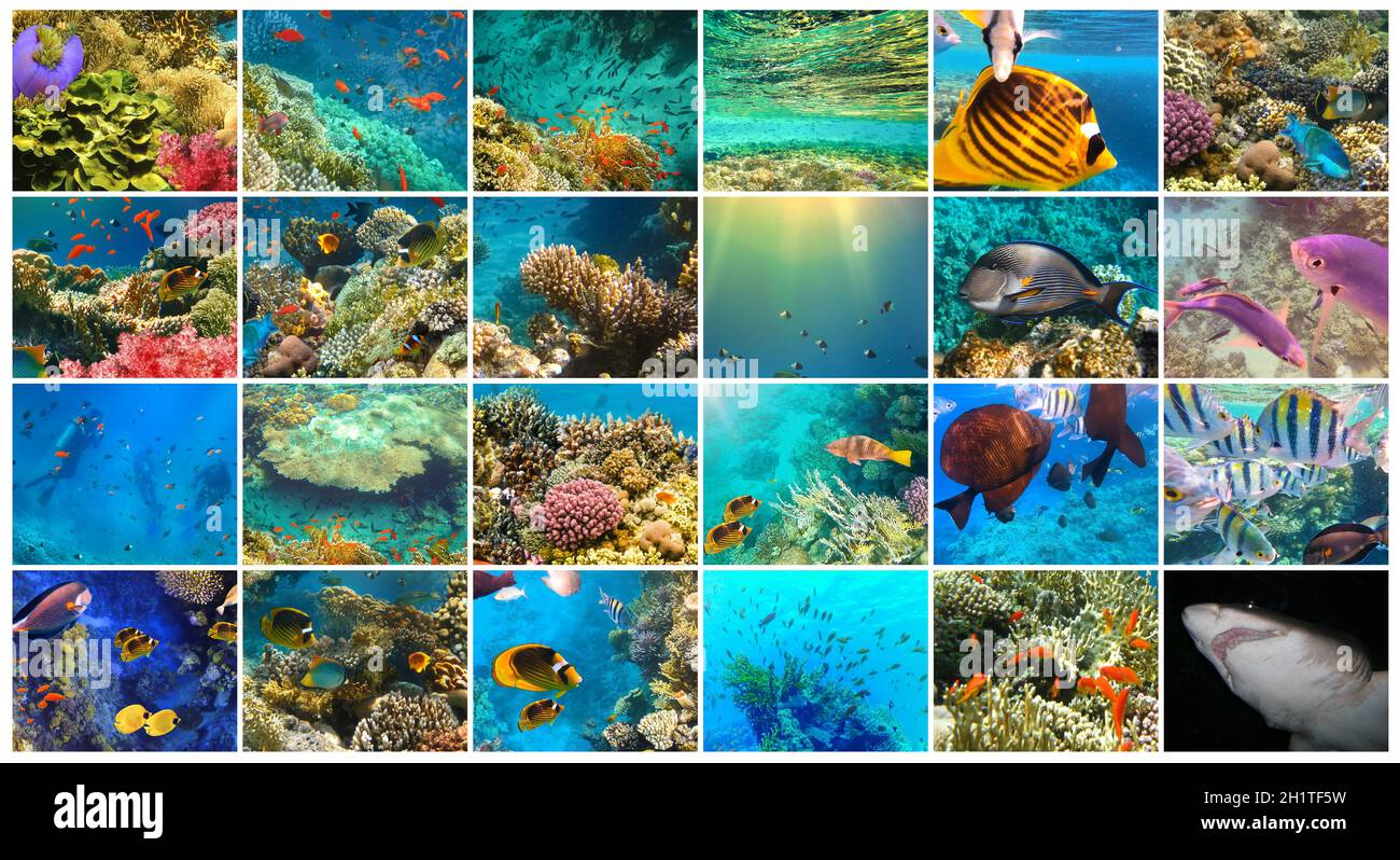 Monde sous-marin.Récif de corail et poissons en mer Rouge en Egypte.Collage Banque D'Images