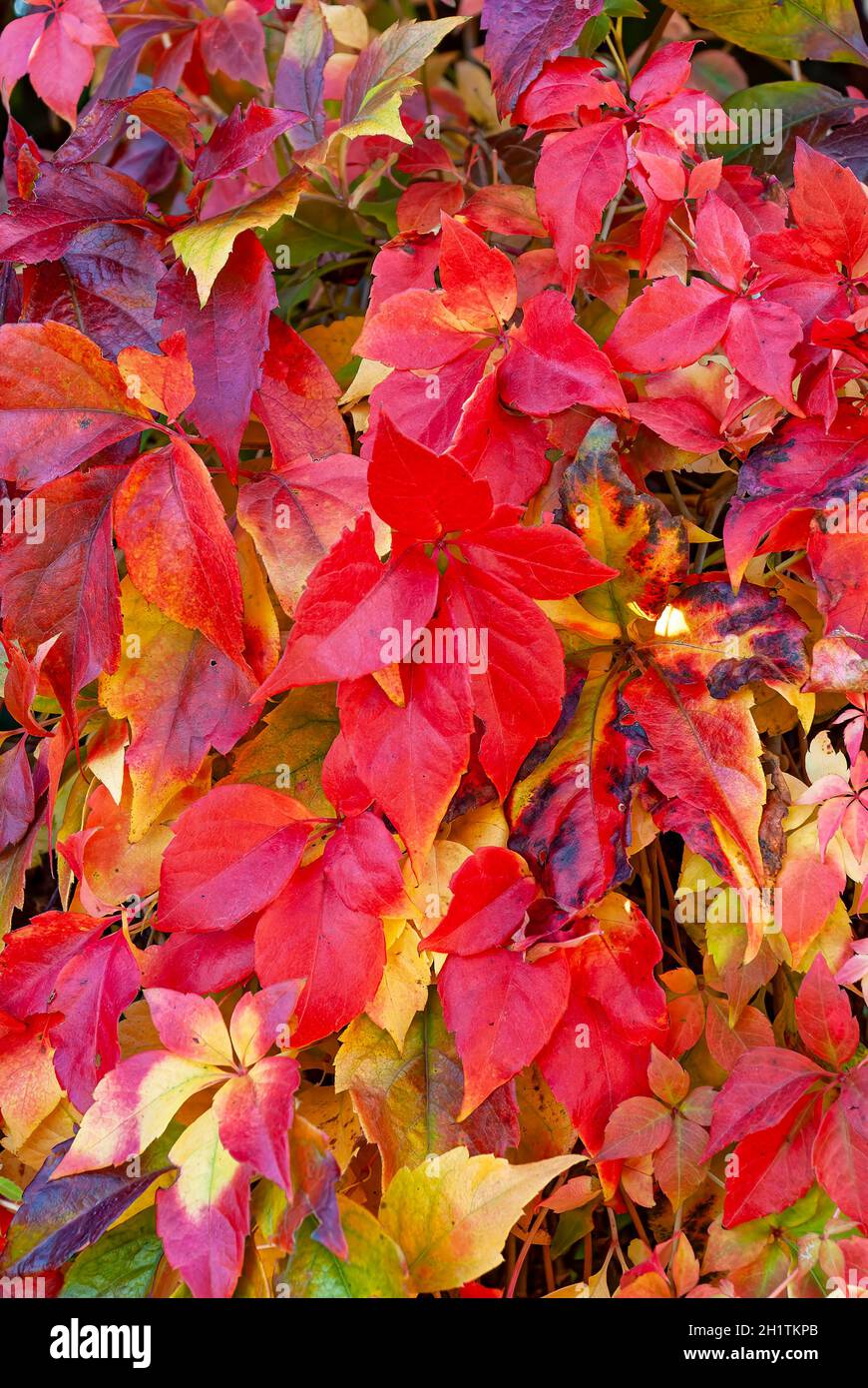 couleurs juteuses de l'automne : un mur de feuilles rouges Banque D'Images