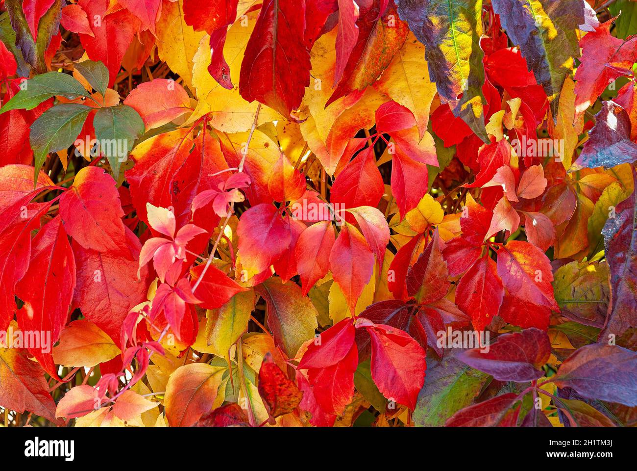 feuilles d'automne rouges - texture des feuilles de couleur automnale Banque D'Images