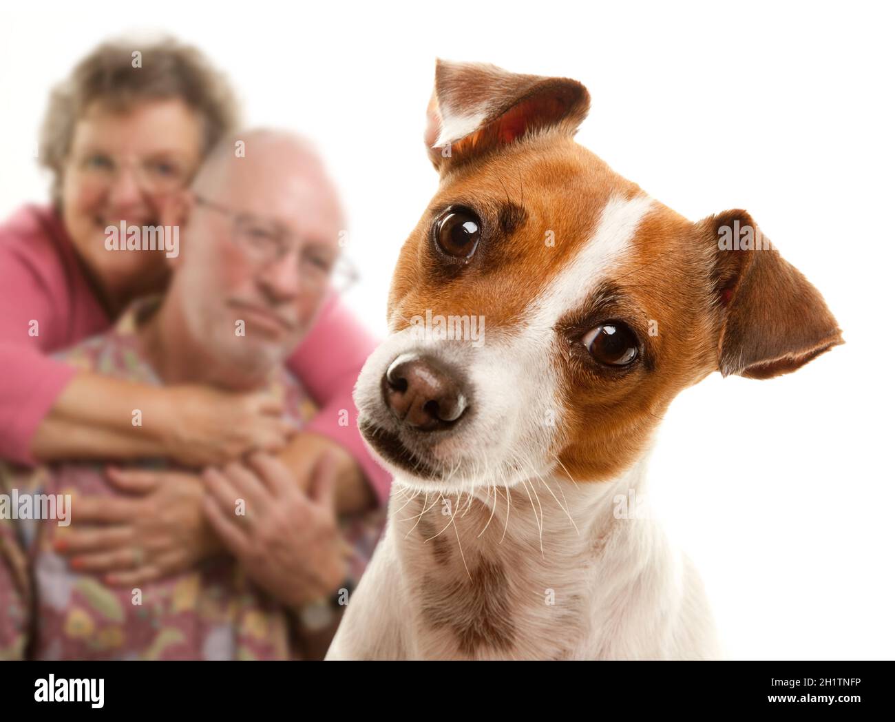Adorable Jack Russell Terrier et adorant Senior Couple derrière isolé sur un fond blanc. Banque D'Images