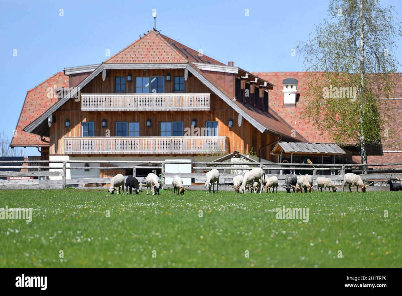 Gut Aiderbichl à Salzbourg, Österreich, Europa - Gut Aiderbichl à Salzbourg, Autriche, Europe Banque D'Images