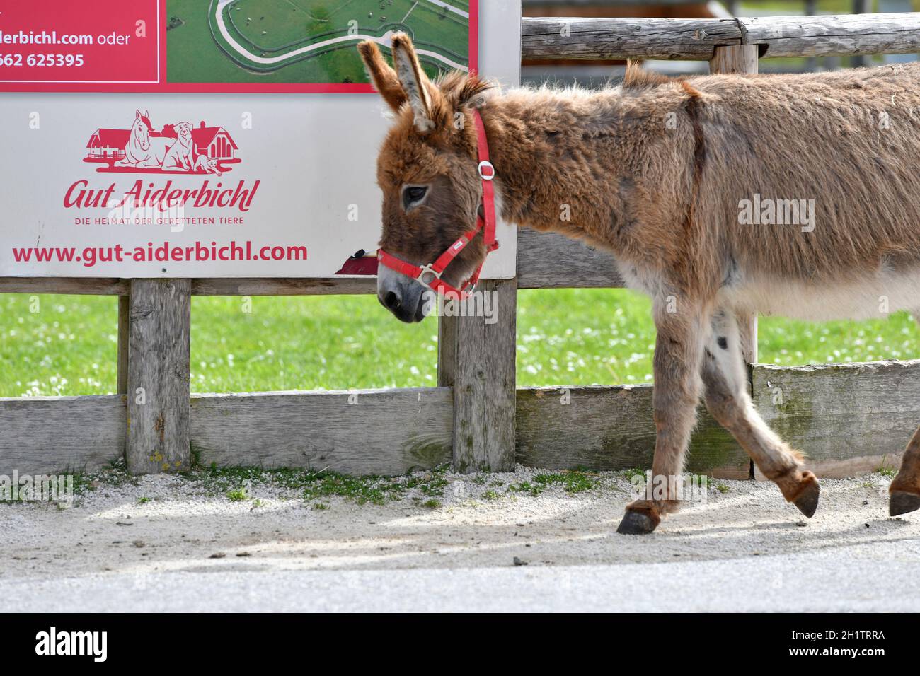 Gut Aiderbichl à Salzbourg, Österreich, Europa - Gut Aiderbichl à Salzbourg, Autriche, Europe Banque D'Images