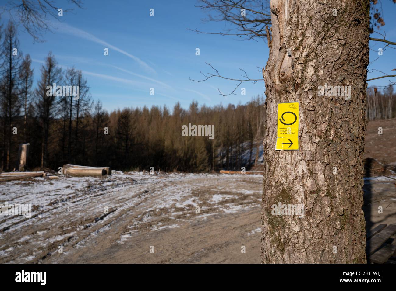 LINDLAR, ALLEMAGNE - 14 FÉVRIER 2021 : sentier de randonnée de longue distance Bergischer Panoramasteig en hiver avec un accent sur le typique waymark de février Banque D'Images