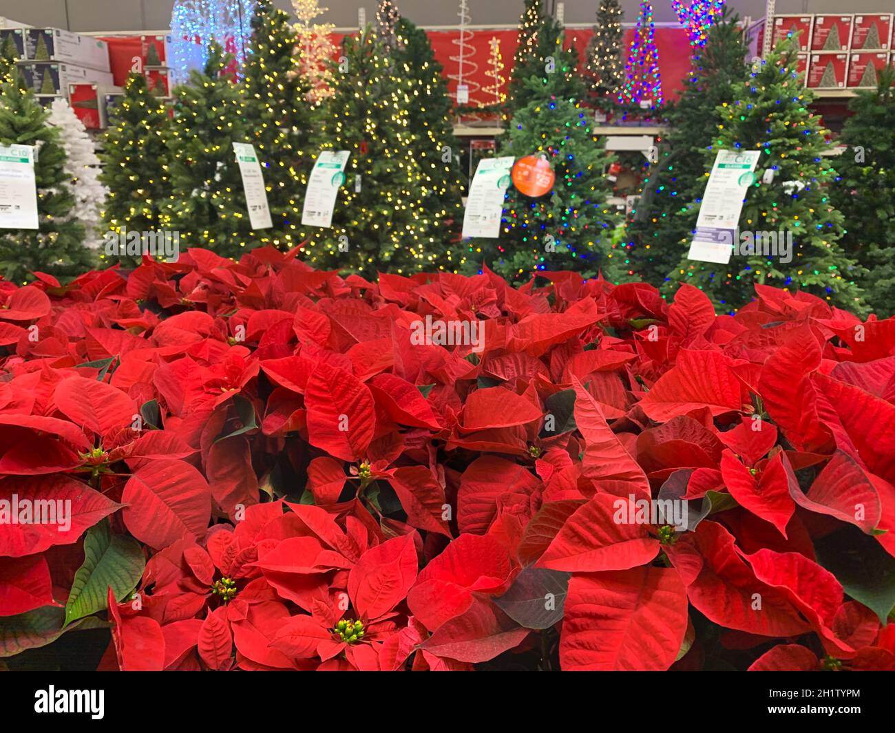 Poinsettia Plantes et arbres de Noël décorés en vente en magasin. Banque D'Images