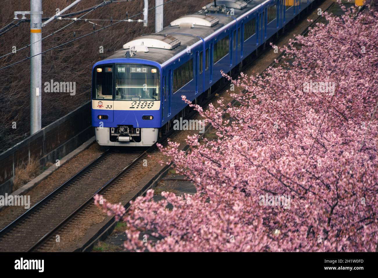 Cerisier de Kawazu et ligne Keikyu (Miurakaigan). Lieu de tournage : préfecture de kanagawa, ville de Yokohama Banque D'Images