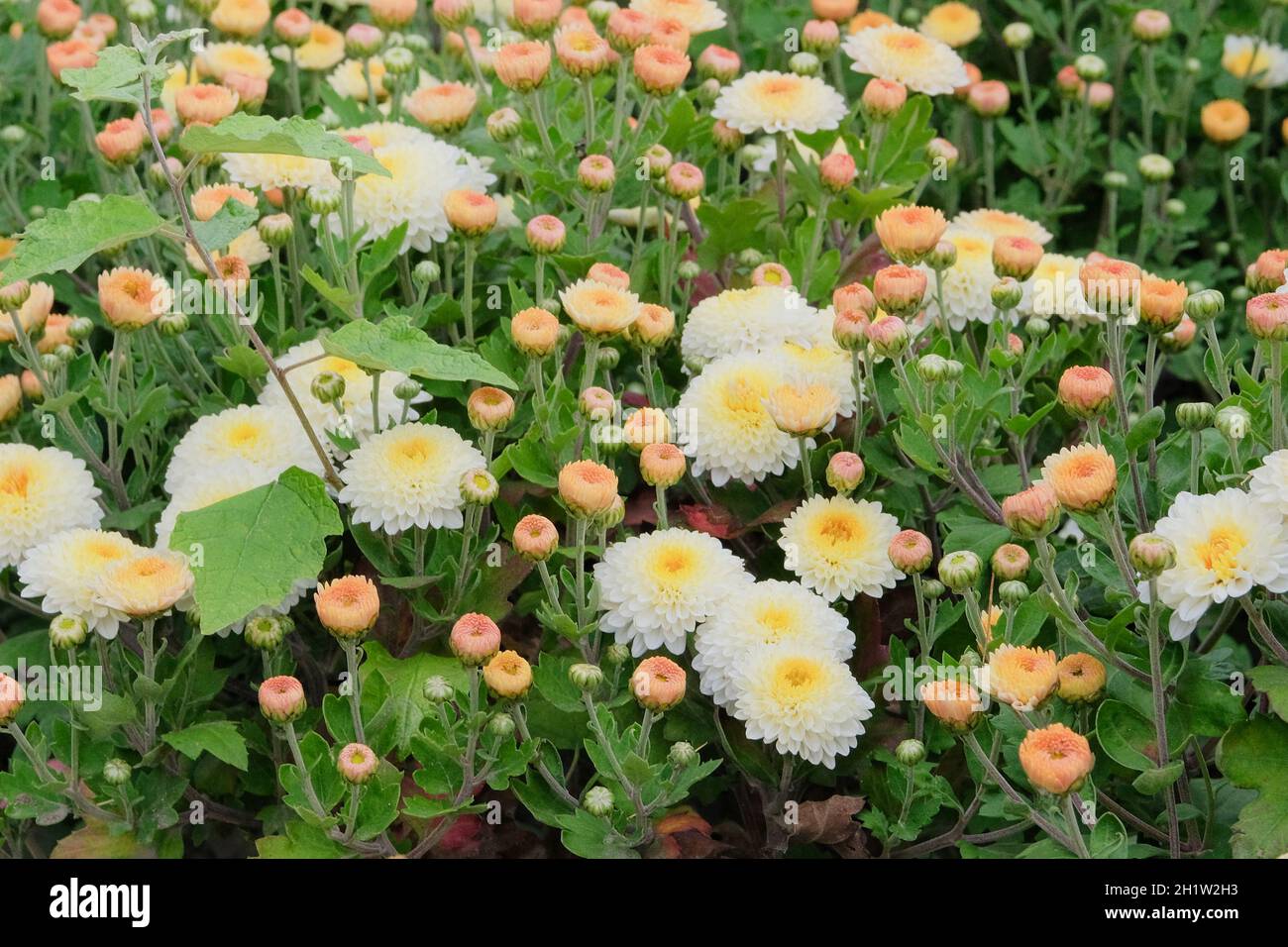 Chrysanthèmes beiges en pépinière de jardinage.Papier peint chrysanthème.Arrière-plan lumineux et naturel.Gros plan. Banque D'Images