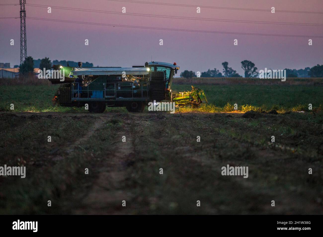 Manœuvre de la récolteuse de tomates la nuit. Las Vegas Bajas del Guadiana, Espagne Banque D'Images