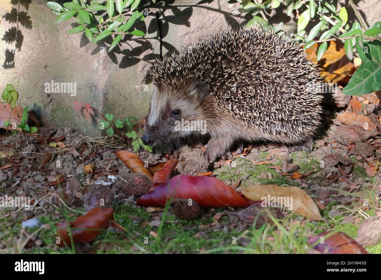 Gros plan de quelques jolies feuilles de ginko jaunes ensoleillées sur une branche, avec une vue du dessous et un arrière-plan naturel flou Banque D'Images