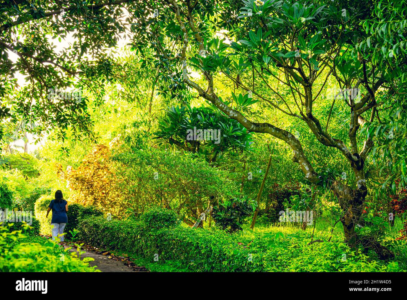 Matin, femme, marcheur, sur la piste de jogging, lac de sel Banbitan parc, verts, Kolkata, Inde. Banque D'Images