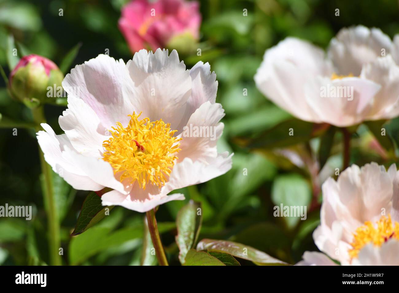 Pfingstrosen-Blüte - fleurs de pivoine Banque D'Images