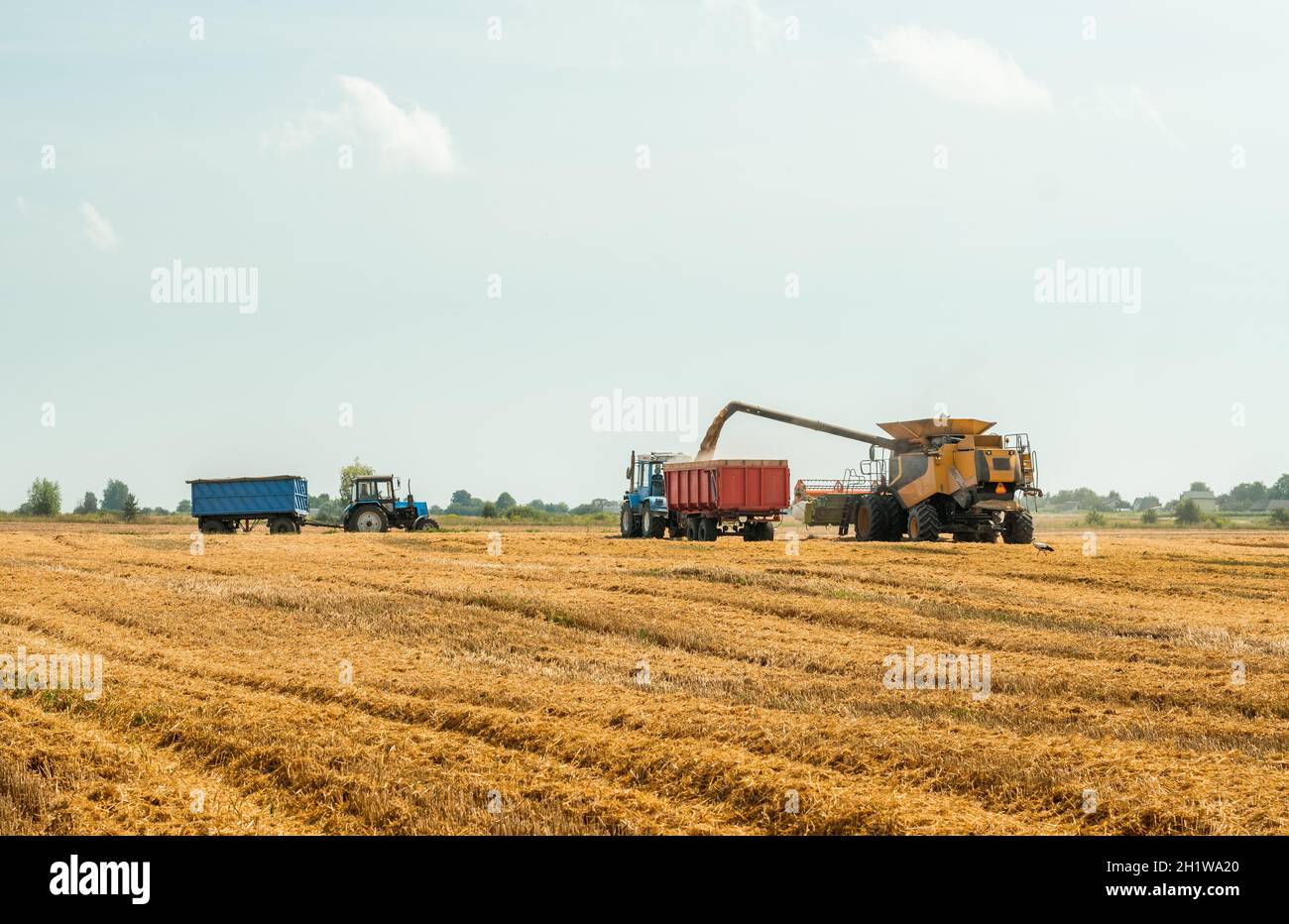 Les moissonneuses-batteuses coupent et batte le grain de blé mûr.Déchargement des grains dans le chariot par la vis de vidange.Récolte de blé sur le terrain en été.Prof Banque D'Images