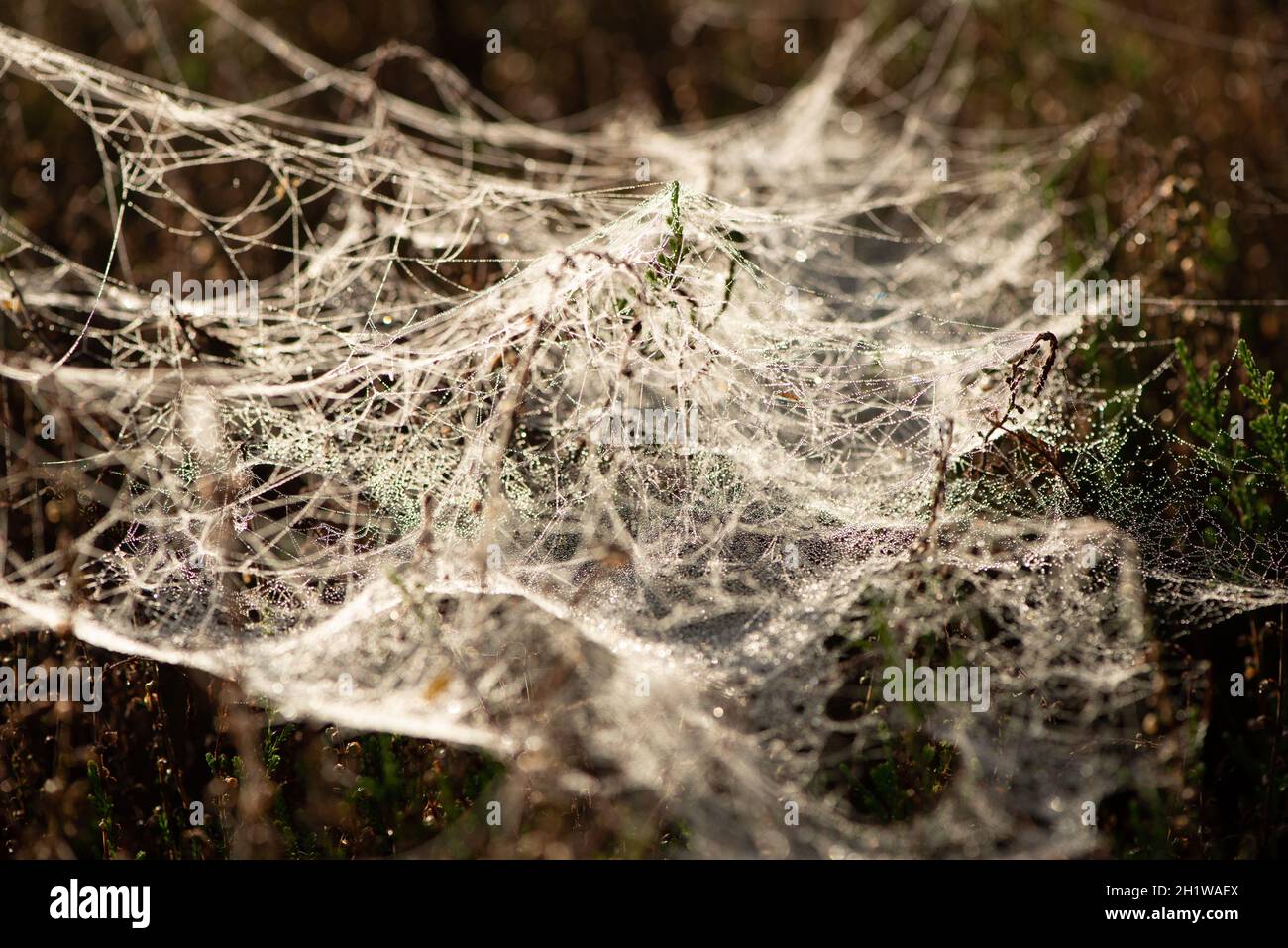 toile d'araignée avec gouttes de brume dans le jardin le matin Banque D'Images