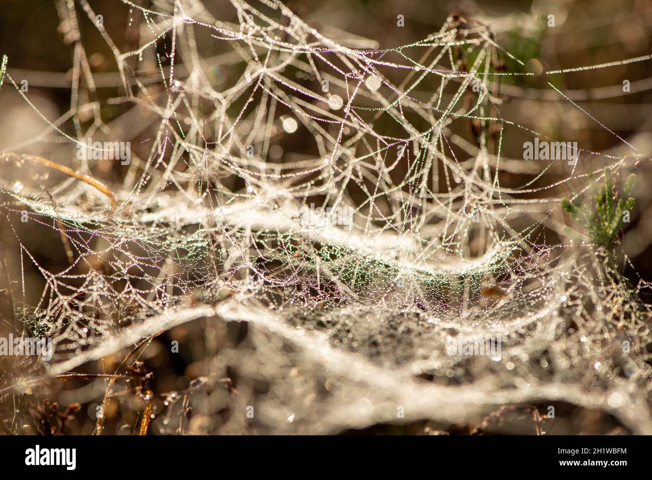 toile d'araignée avec gouttes de brume dans le jardin le matin Banque D'Images