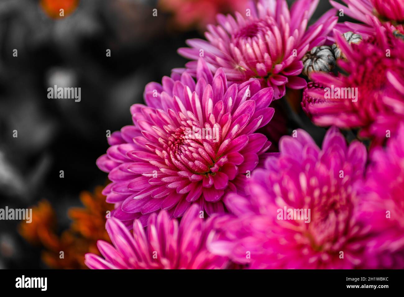 Magnifique chrysanthème de fée pourpre en fleurs dans un fleuriste. Banque D'Images