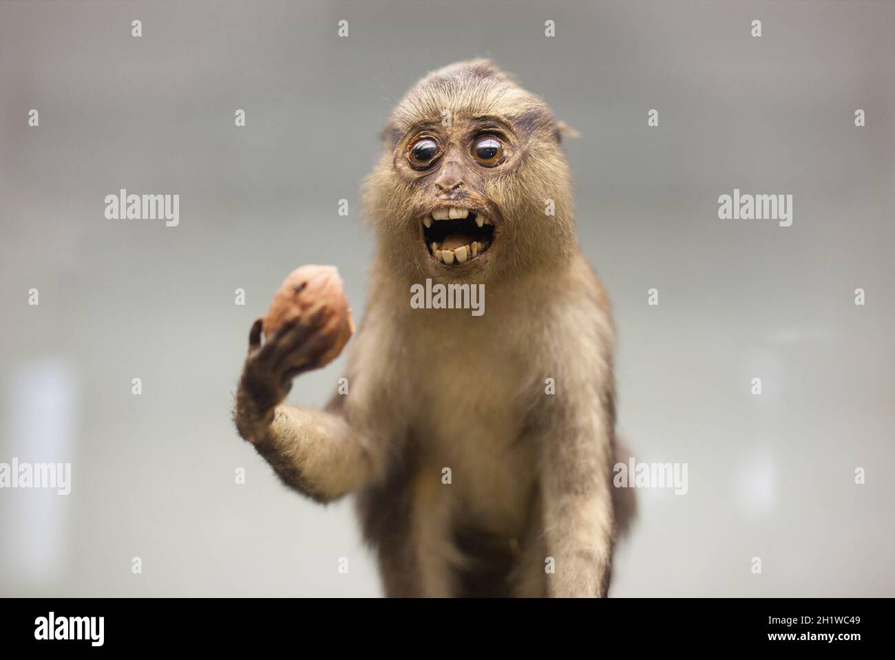 Coimbra, Portugal - 6 septembre 2019 : singe mona farci. Musée des Sciences de l'Université de Coimbra Banque D'Images