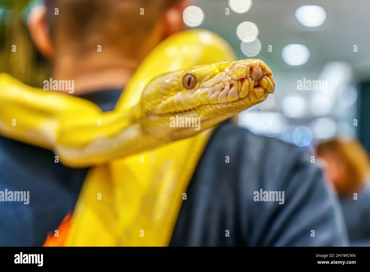Le python birman d'Albino s'enroule autour d'un homme. Son animal de compagnie populaire en Thaïlande. Banque D'Images