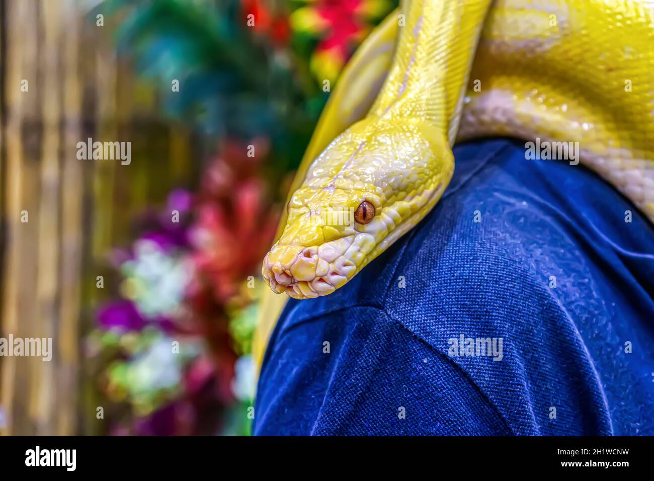 Le python birman d'Albino s'enroule autour d'un homme. Son animal de compagnie populaire en Thaïlande. Banque D'Images