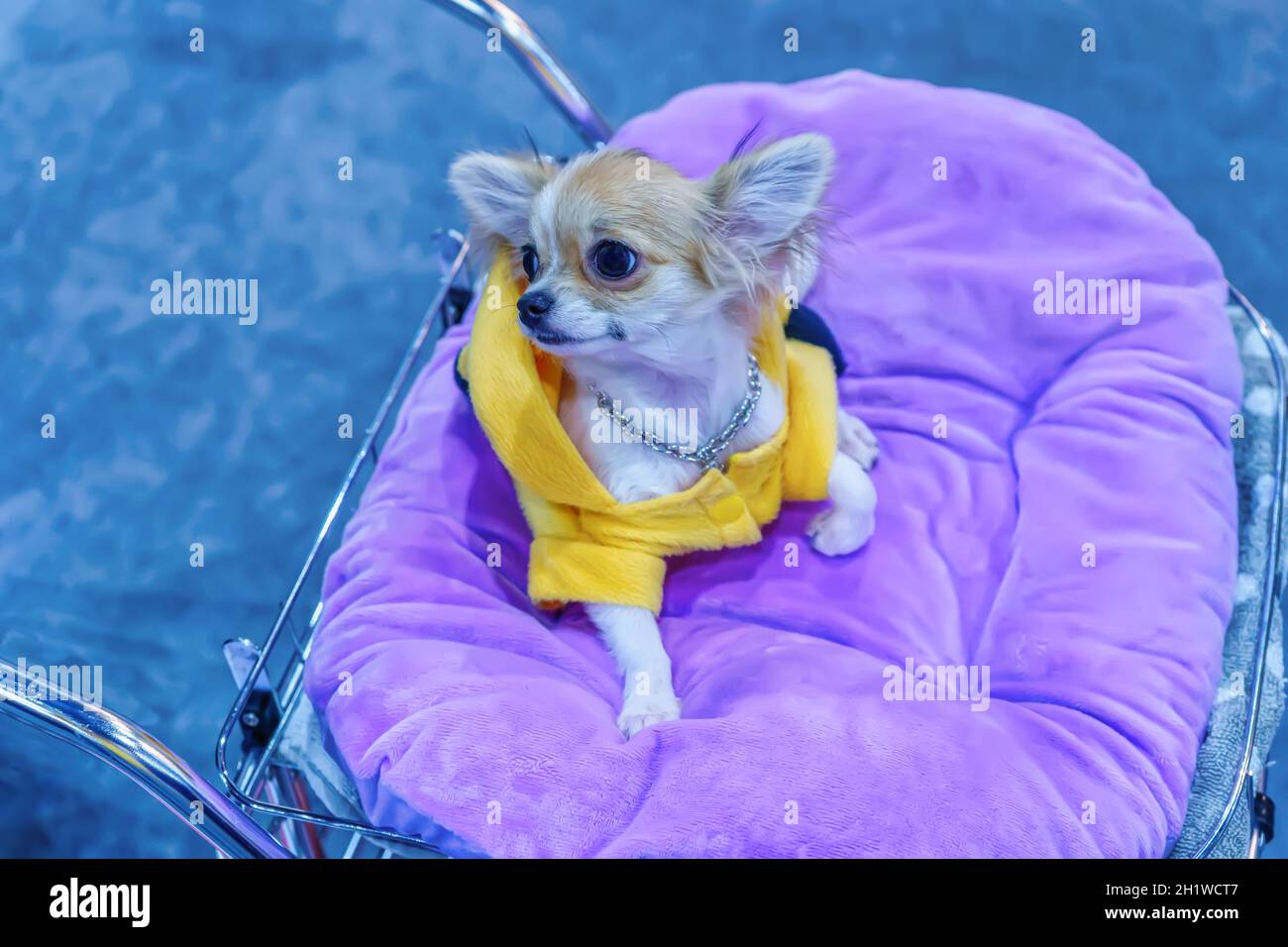 Libre le chien. C'est le meilleur ami de l'homme. Banque D'Images