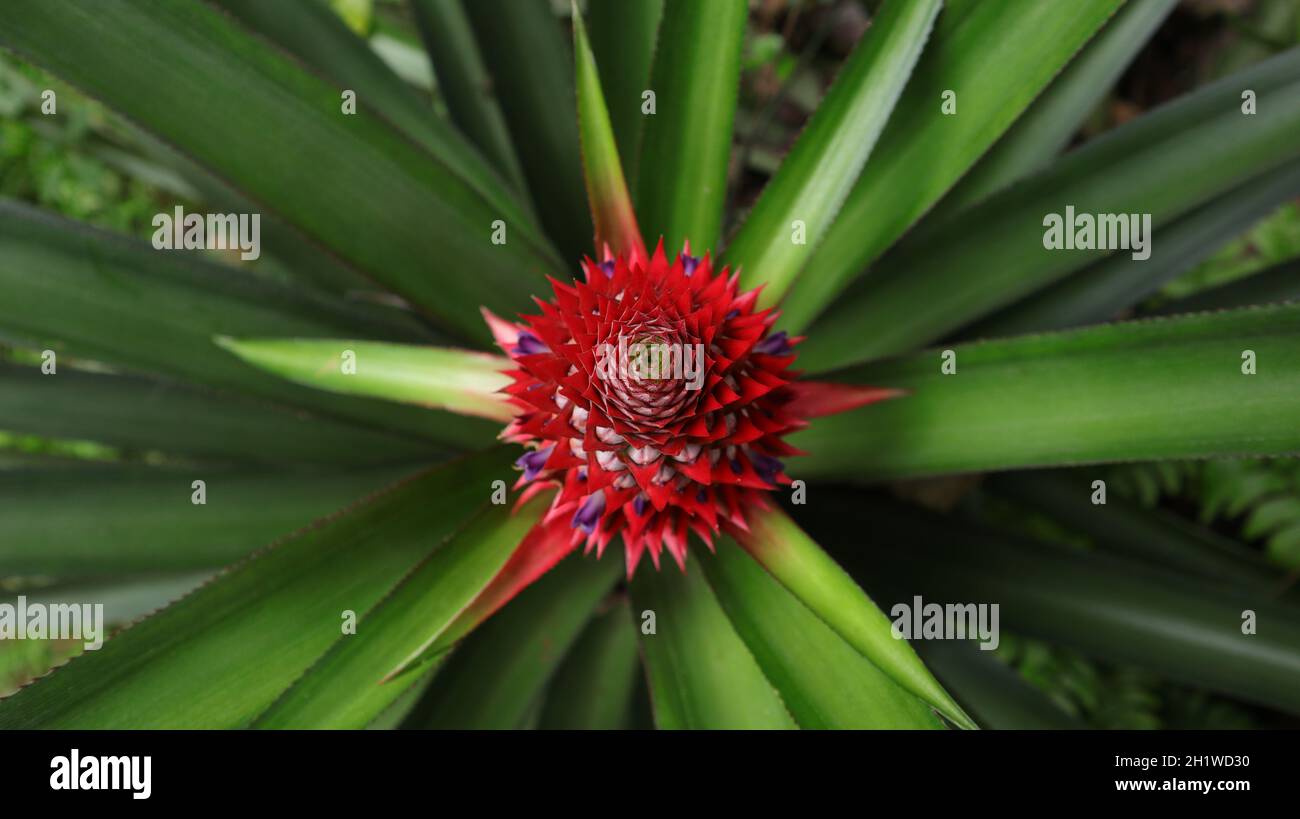 Vue aérienne d'une couronne d'un jeune ananas au début du champ Banque D'Images