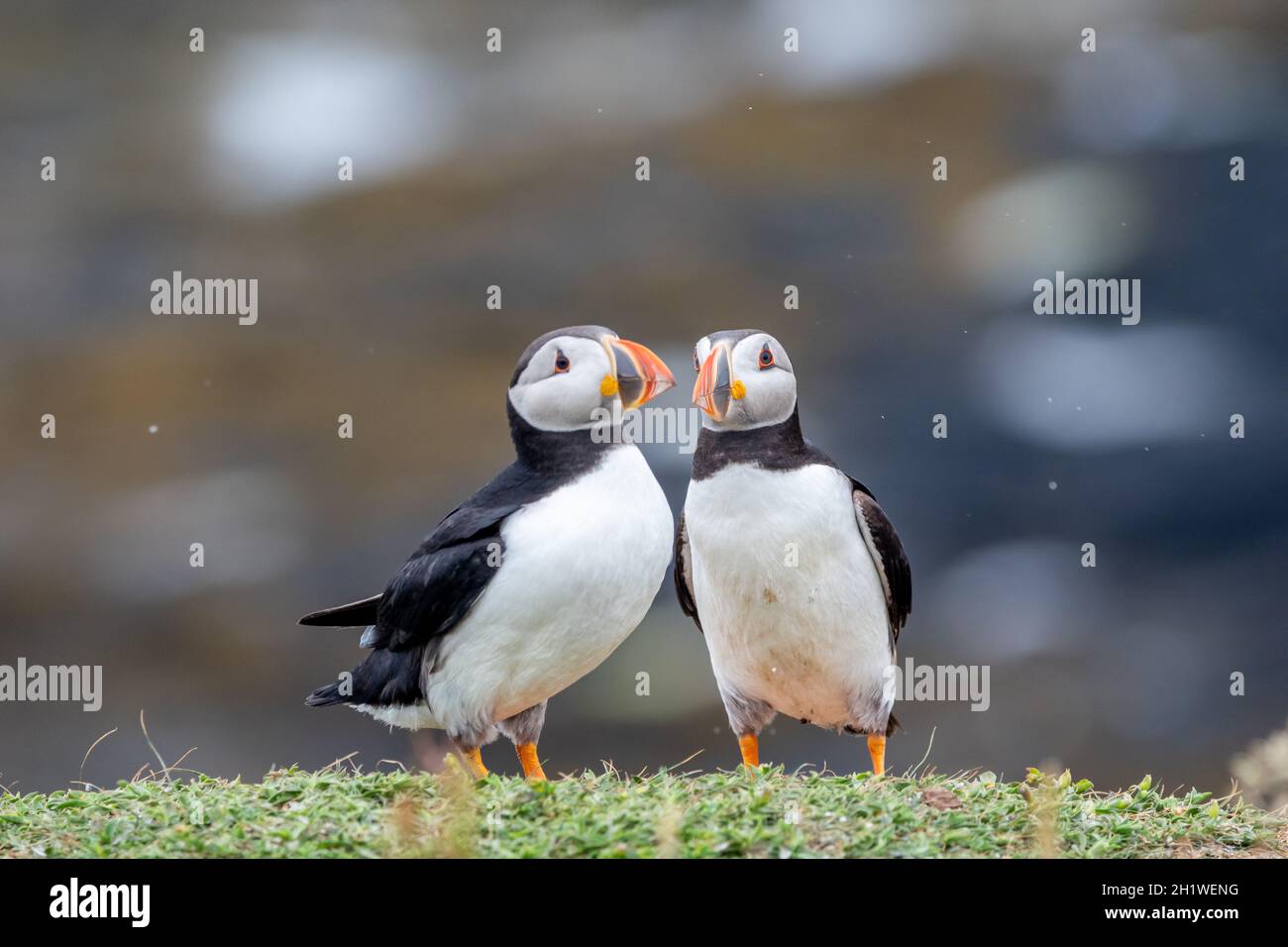 Puffins de Lunga Banque D'Images