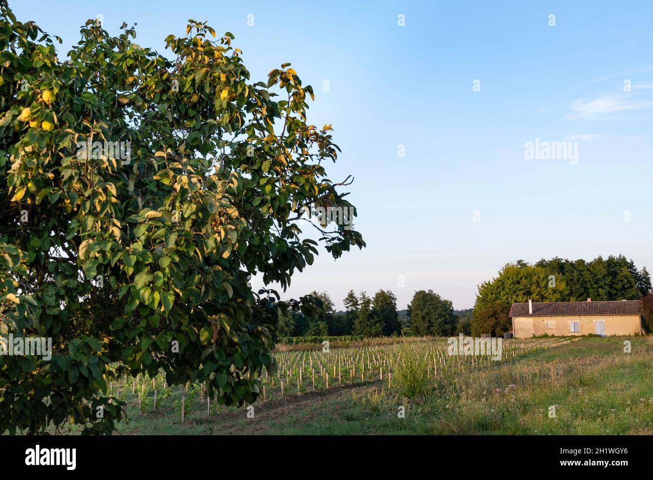 Paysage rural dans la région viticole de l'AOC Saint-Émilion, sud de la France Banque D'Images