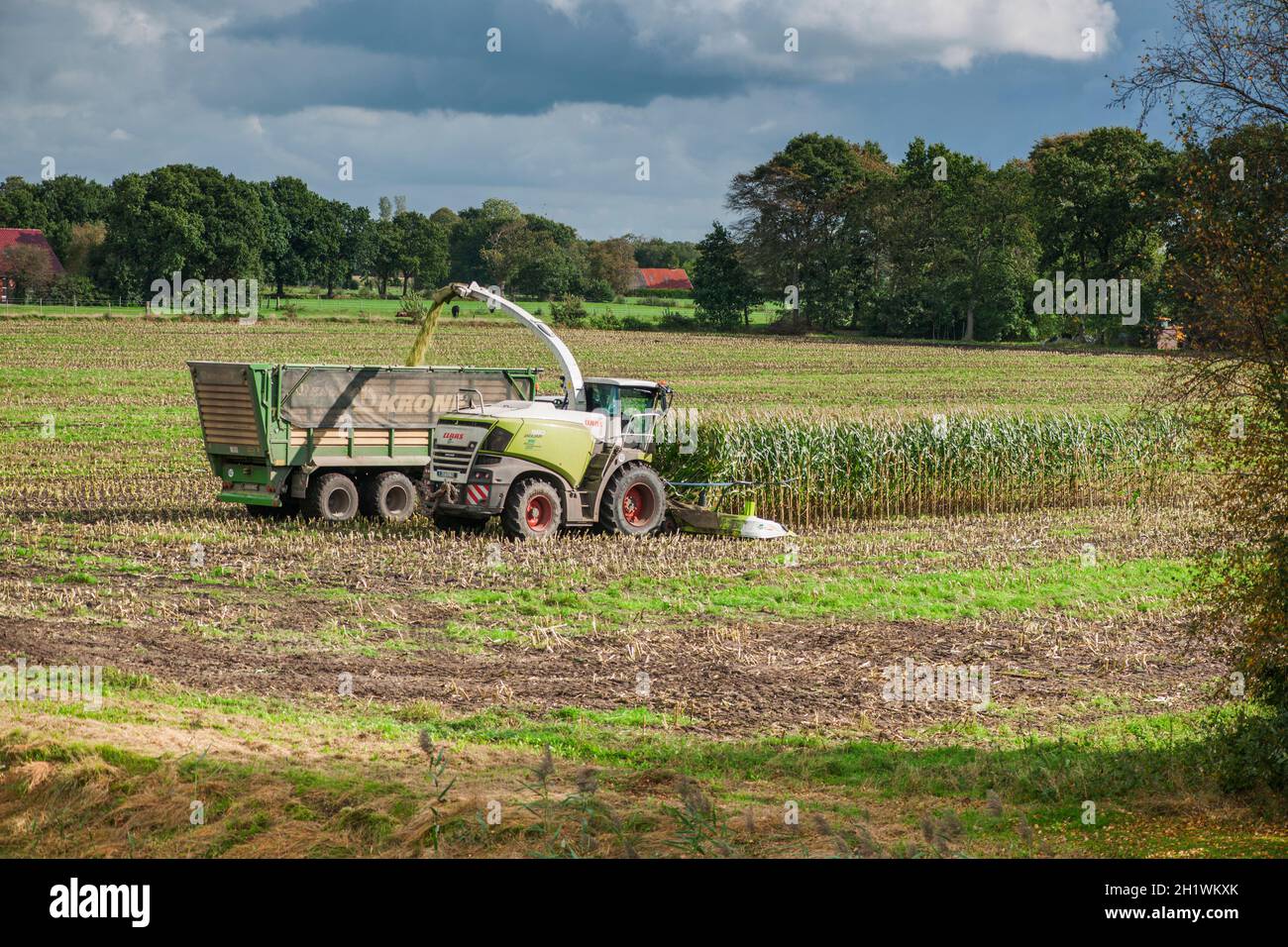 Vue à distance d'une équipe de récolte de maïs composée d'une ensileuse avec un bras d'extension vers la remorque basculante, derrière le tracteur au travail Banque D'Images