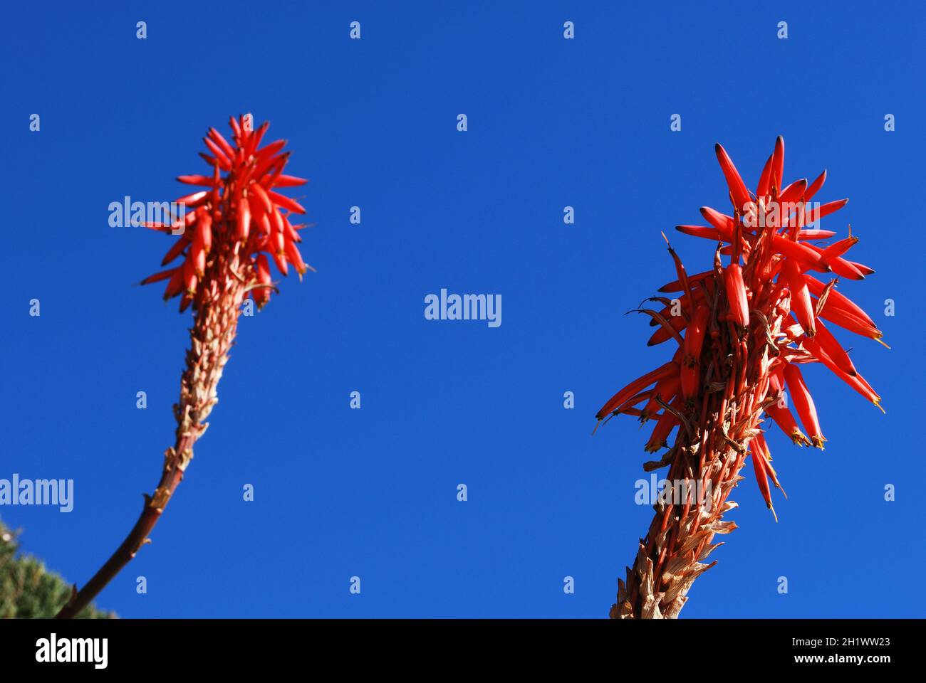 Aloe arborescens Variegata en pleine floraison contre un ciel bleu, Miraflores, Costa del sol, Malaga province, Andalousie,Espagne, Europe Banque D'Images