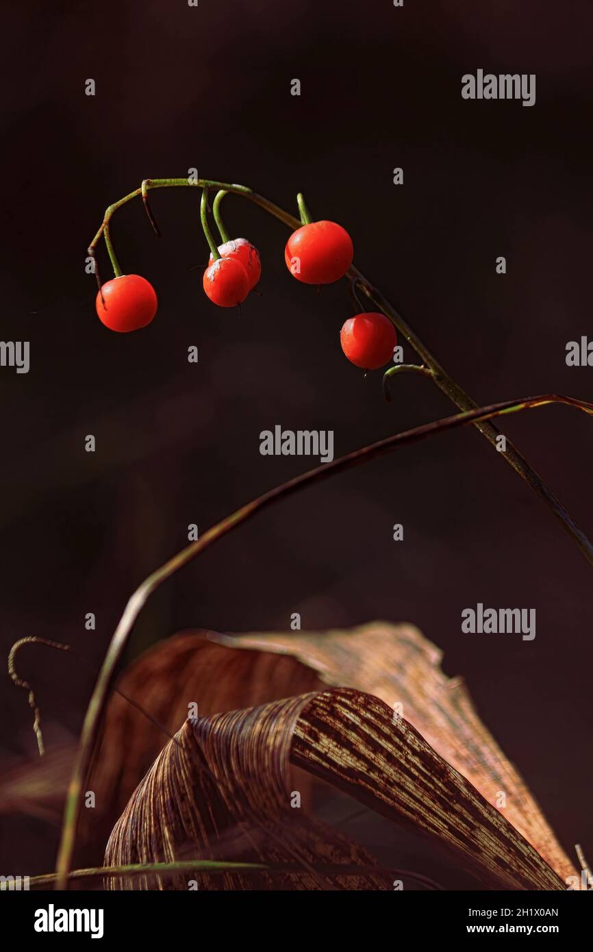 Convallaria majalis, Konwalia majowa, May Lily, nénuphars de la vallée.Fruits rouges mûrs de nénuphars de la vallée sur fond sombre de la forêt d'automne. Banque D'Images