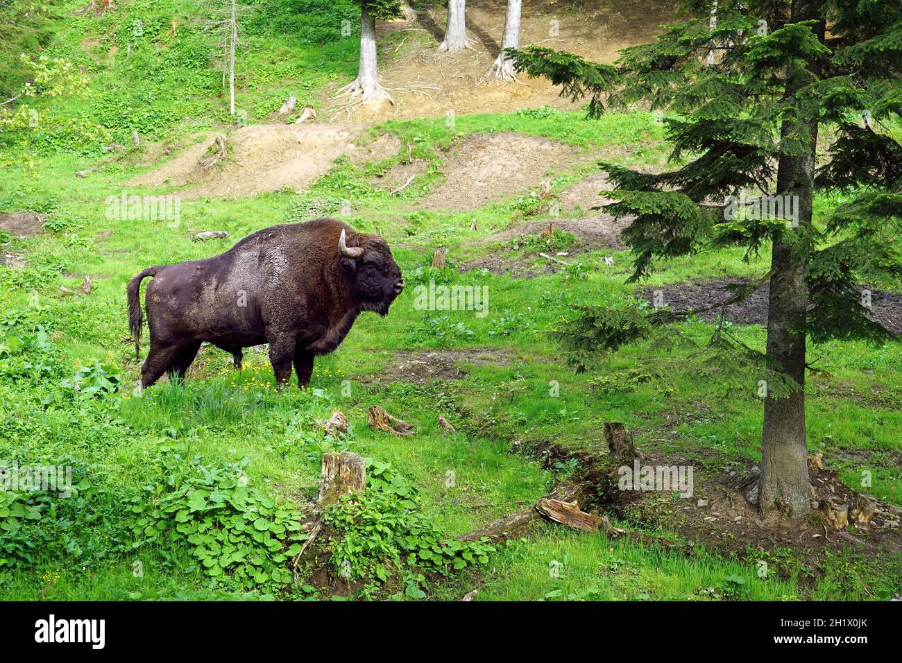 Bison européenne mâle adulte dans le parc national de Bieszczady en Pologne Banque D'Images