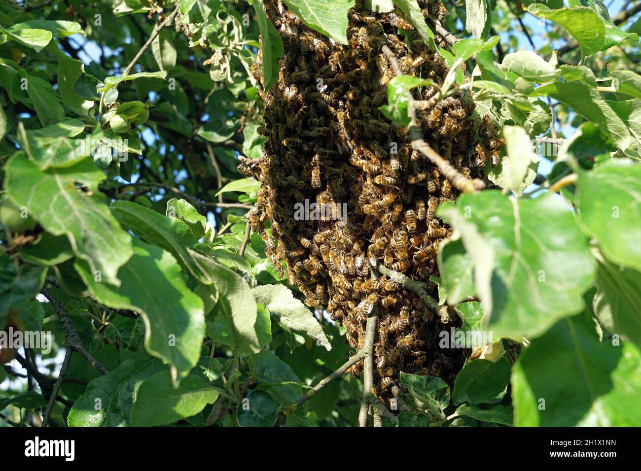L'essaim d'abeilles pend de pommier Banque D'Images