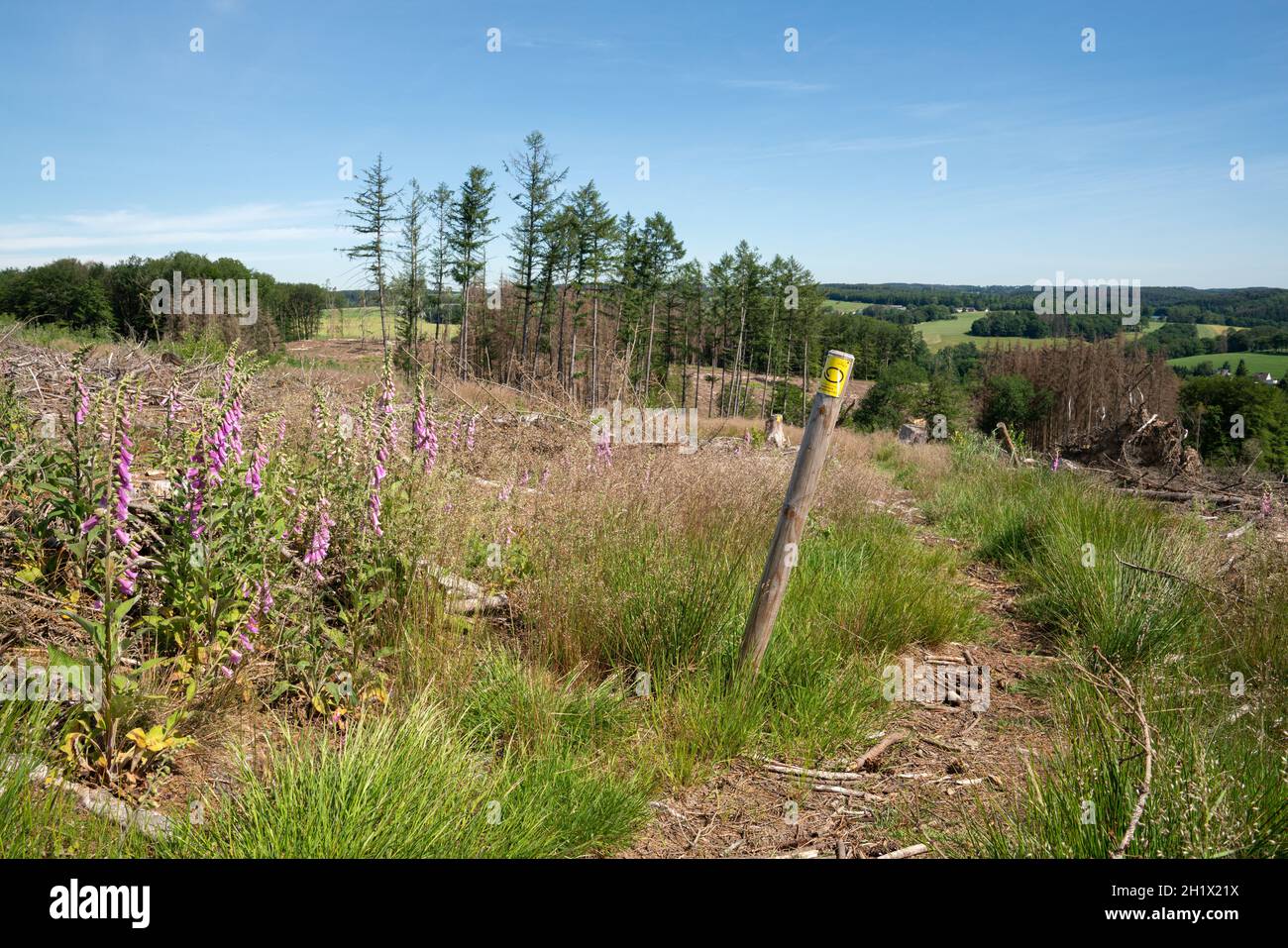 WIPPERFURTH, ALLEMAGNE - 19 JUIN 2021 : sentier de randonnée de longue distance Bergischer Panoramasteig avec accent sur le typique waymark le 19 juin 2021 en allemand Banque D'Images