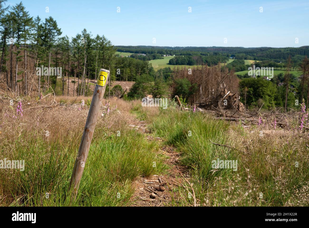 WIPPERFURTH, ALLEMAGNE - 19 JUIN 2021 : sentier de randonnée de longue distance Bergischer Panoramasteig avec accent sur le typique waymark le 19 juin 2021 en allemand Banque D'Images