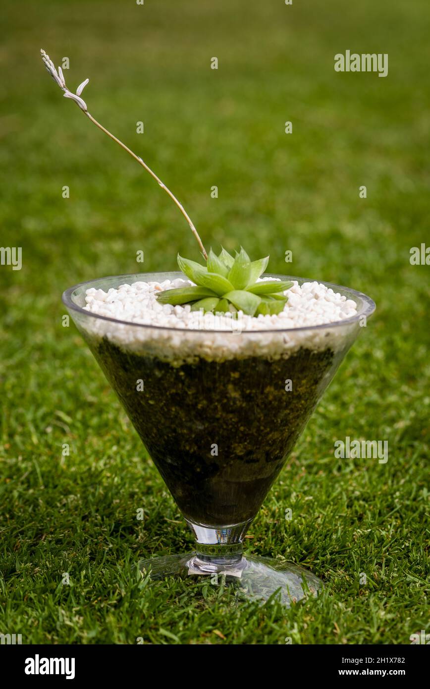 Un cactus succulent en fleur dans un récipient en verre Banque D'Images