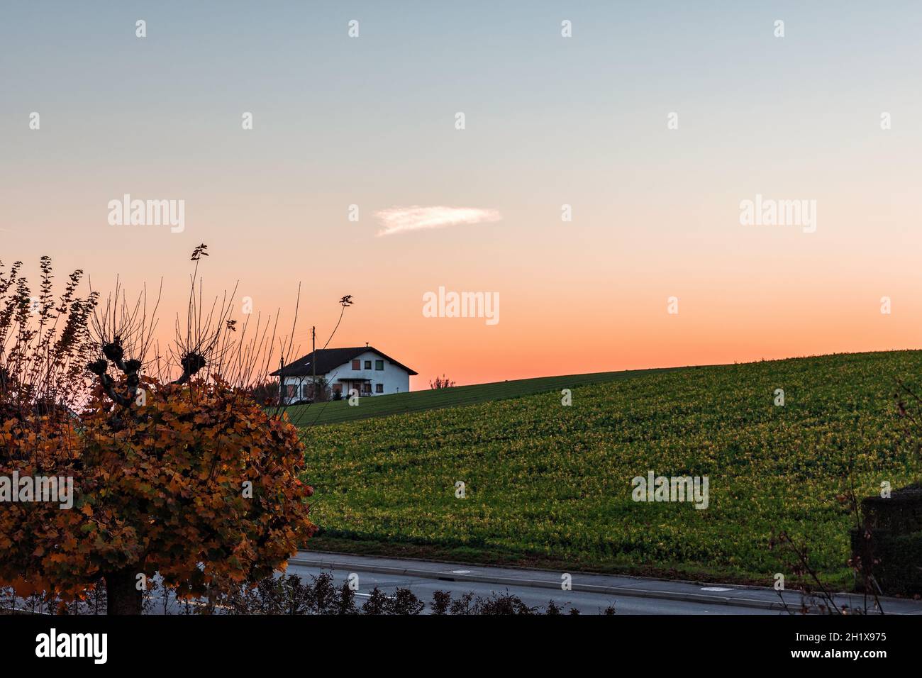Coucher de soleil coloré avec maison ancienne, arbre rouge et ciel orange à Cossonay, Suisse Banque D'Images