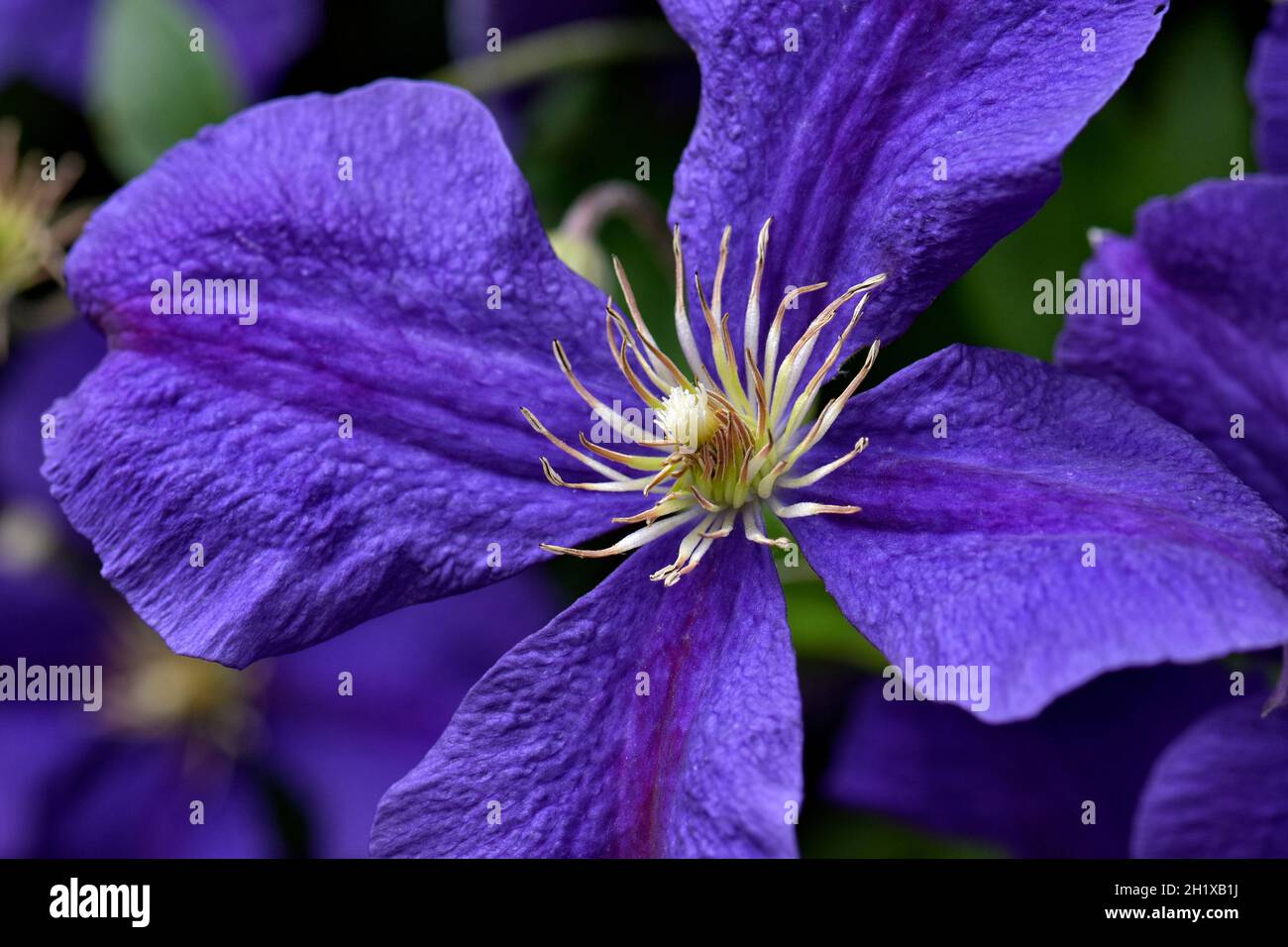 Belle clématis à fleur violet profond.Jackmanii qui a 4 pétales Banque D'Images