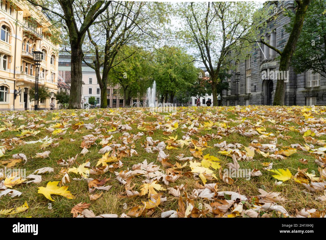 Oslo, Norvège. Septembre 2021. La pelouse d'un parc de la ville avec les feuilles tombées des arbres dans le centre-ville Banque D'Images