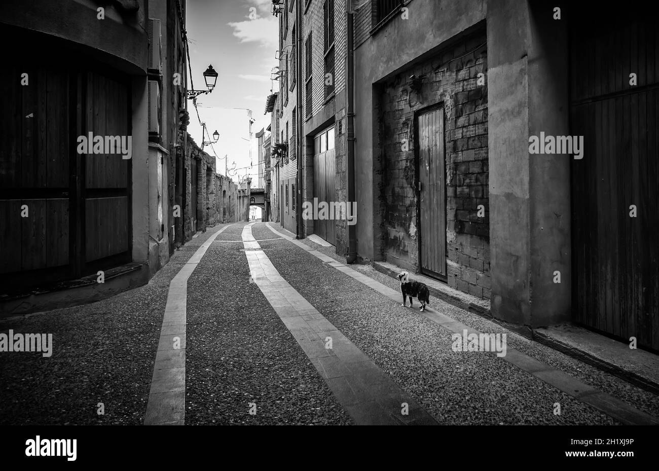 Détail de chat abandonné dans une vieille rue d'une ville, solitude et tristesse Banque D'Images