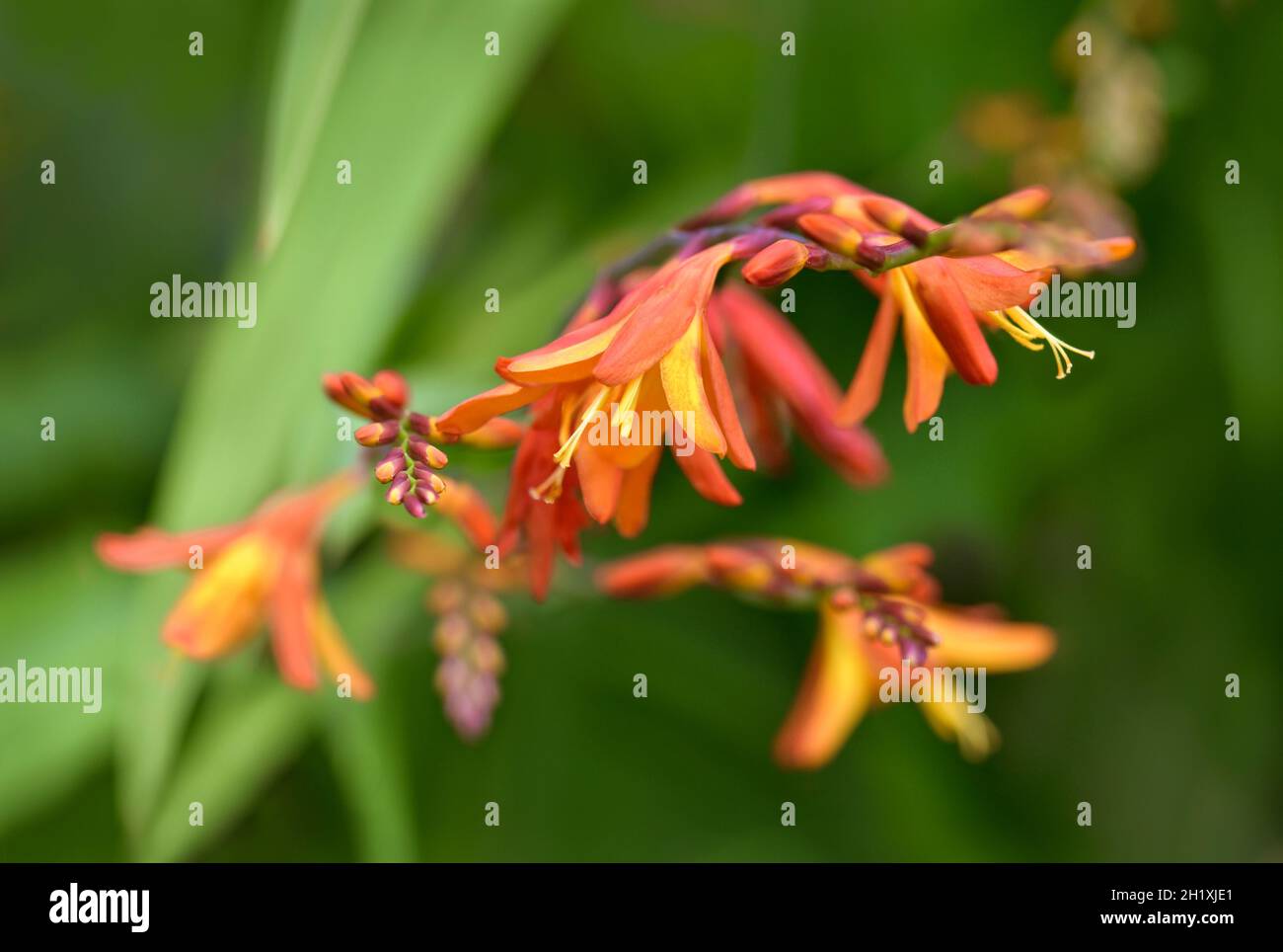 Floraison Crocosmia (montbestia) pris en été Banque D'Images