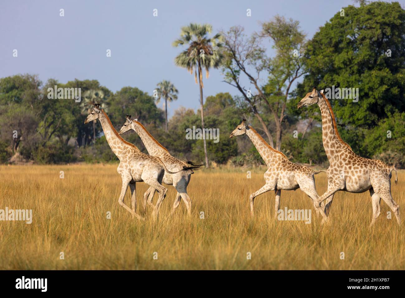 Troupeau de girafes sud-africains ou de girafes cap (giraffa giraffa).Delta d'Okavango.Botswana Banque D'Images
