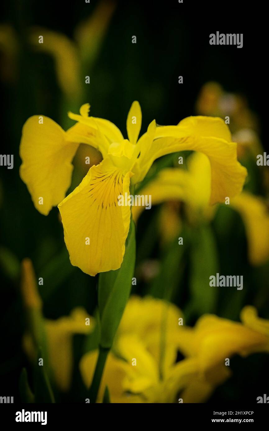 Drapeau jaune Iris pseudo-iris. Banque D'Images