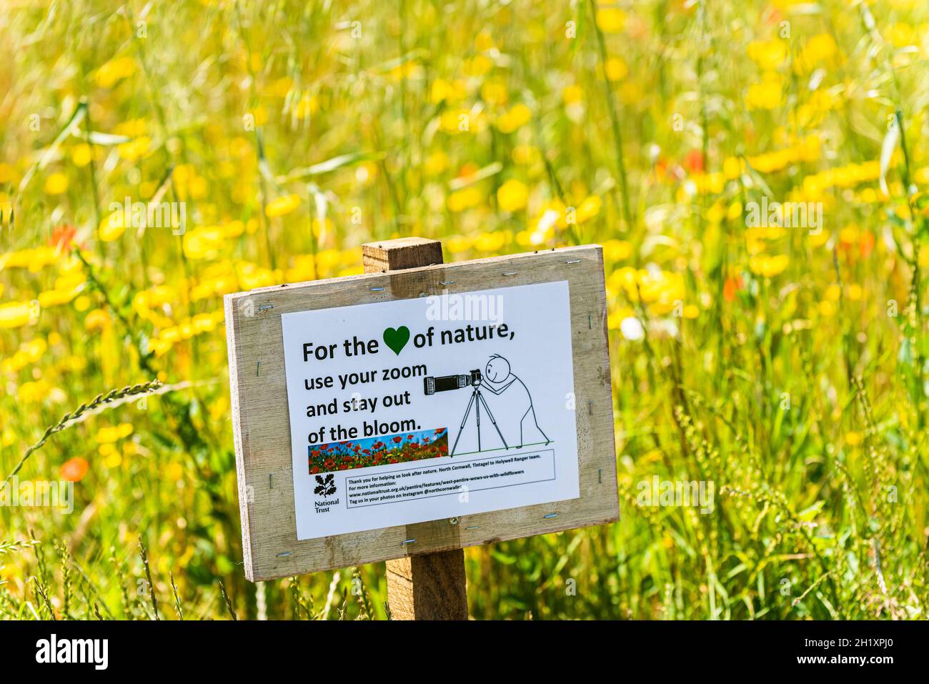 Un panneau demandant aux photographes de ne pas marcher dans les terres arables de fleurs sauvages de West Pentire à Newquay, en Cornouailles. Banque D'Images