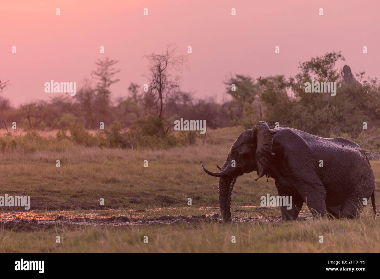 Baignade dans la boue de l'éléphant de brousse africain (Loxodonta africana).Delta d'Okavango.Botswana Banque D'Images