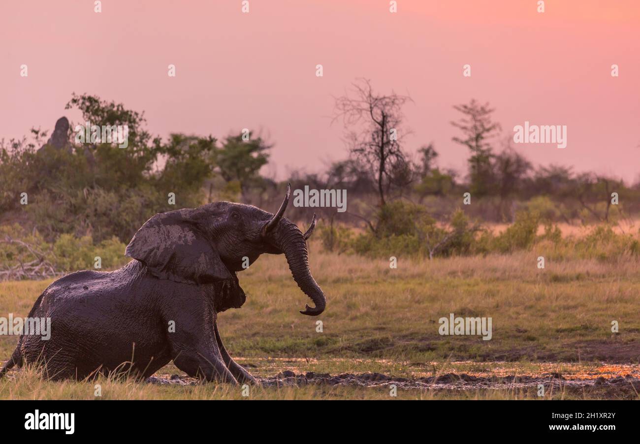 Baignade dans la boue de l'éléphant de brousse africain (Loxodonta africana).Delta d'Okavango.Botswana Banque D'Images