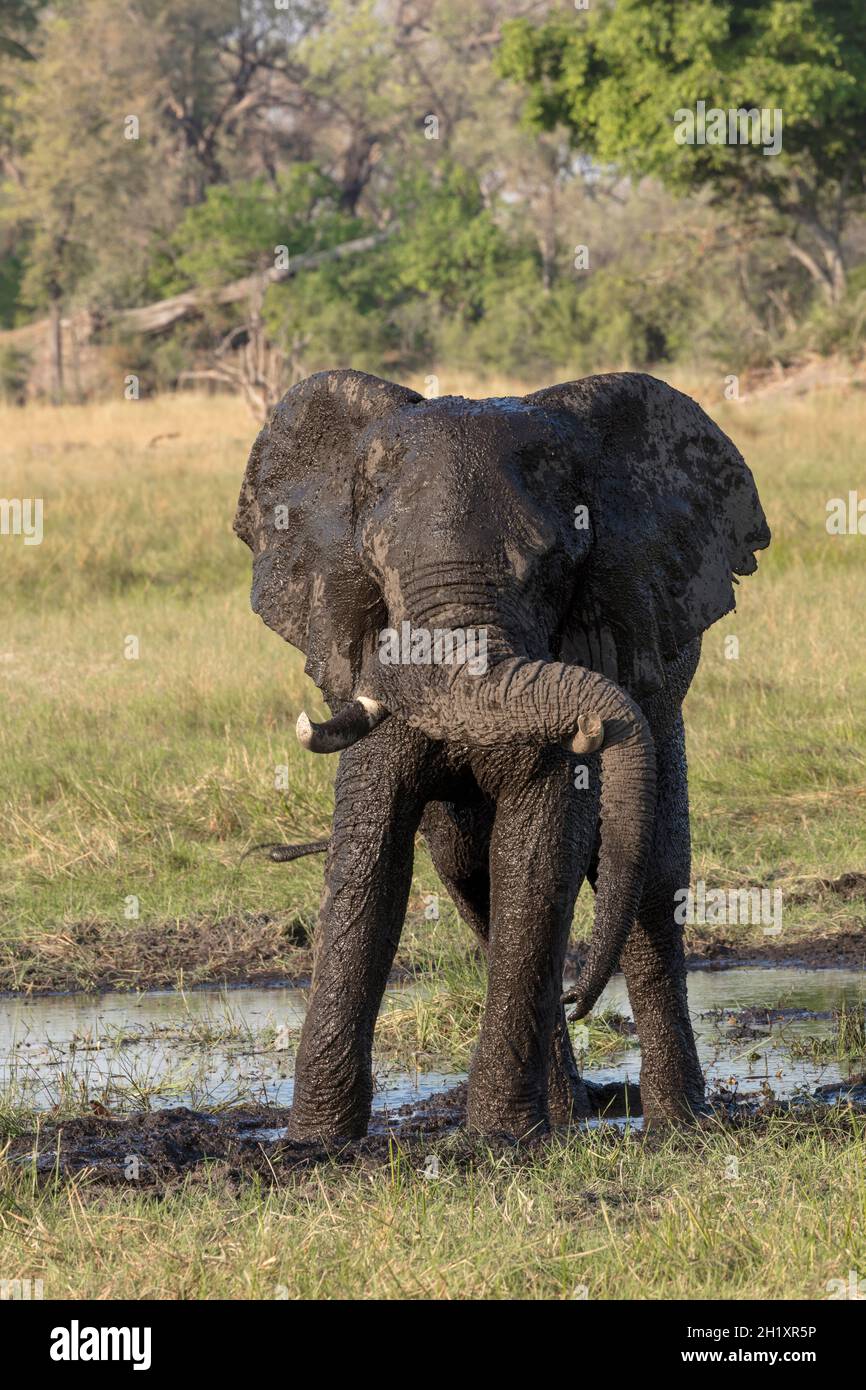 L'éléphant d'Afrique du Bush (Loxodonta africana) repose son tronc sur l'une de ses défenses.Delta d'Okavango.Botswana Banque D'Images