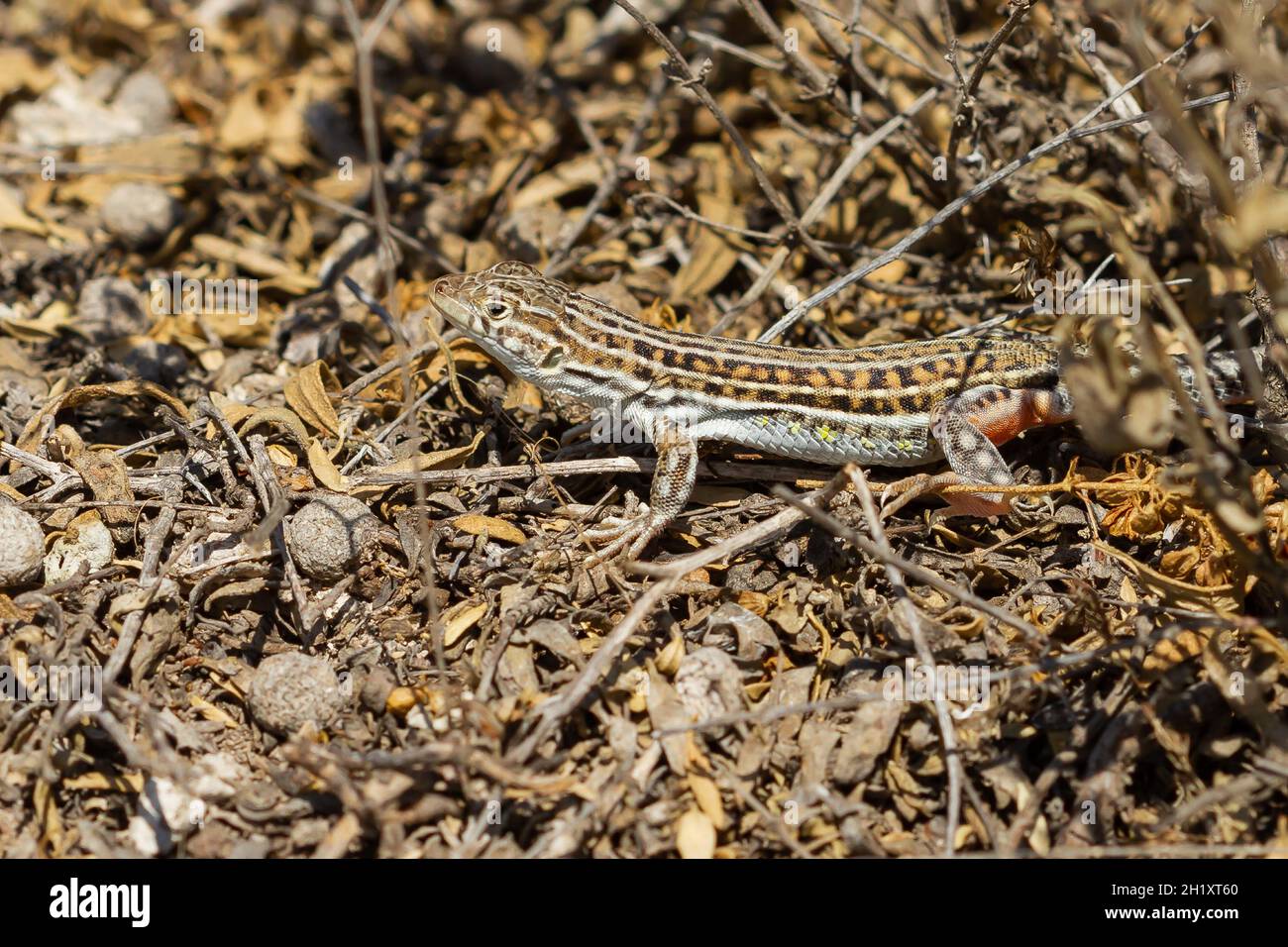 Acanthodactylus erythrurus (lézard à pieds épineux), mâle camouflé à Belchite, Saragosse, Espagne Banque D'Images