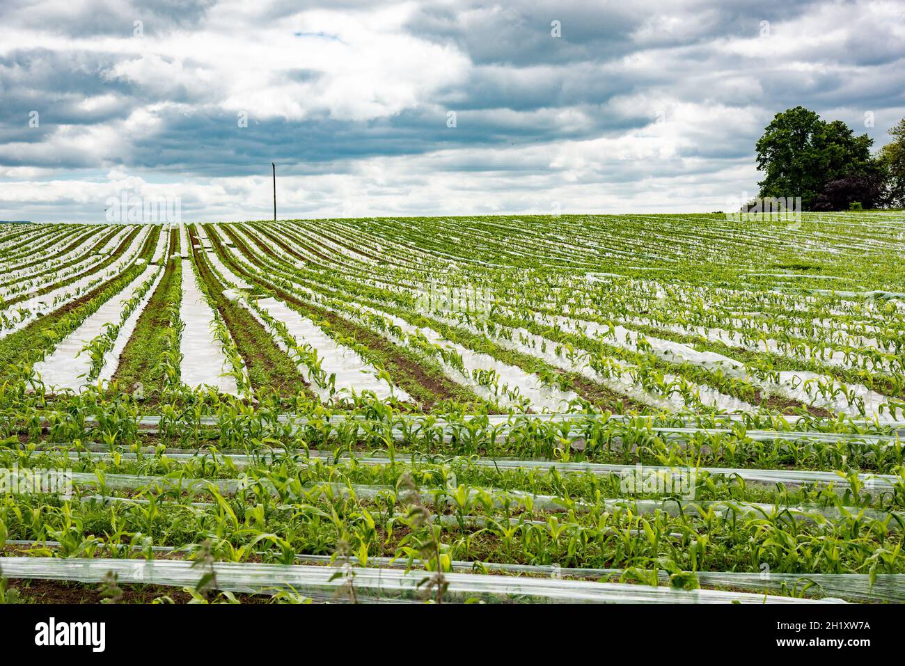 Nourrir le maïs en culture sous plastique biodégradable dans un champ, Cumbria, Royaume-Uni Banque D'Images
