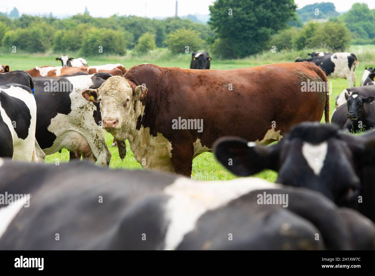 Un taureau d'Hereford dans un champ avec des vaches laitières, Yorkshire, Royaume-Uni. Banque D'Images